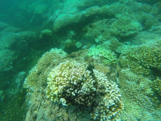 Buceo manzanillo